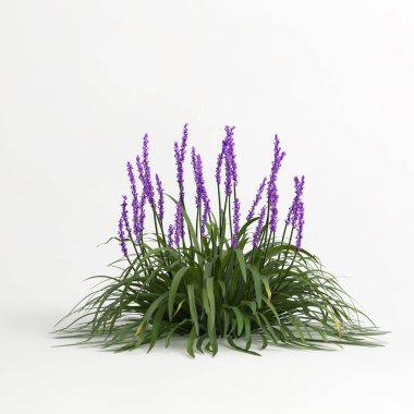 Liriope Muscari 'nin beyaz arka planda izole edilmiş 3D çizimi
