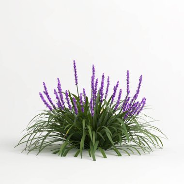 Liriope Muscari 'nin beyaz arka planda izole edilmiş 3D çizimi