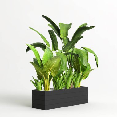 Beyaz arkaplanda izole edilmiş üç boyutlu muz ağacı çizimi