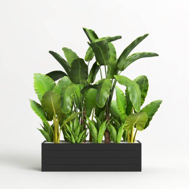 Beyaz arkaplanda izole edilmiş üç boyutlu muz ağacı çizimi