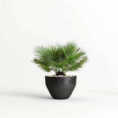 Beyaz arkaplanda izole edilmiş saksı bitkisinin 3d çizimi