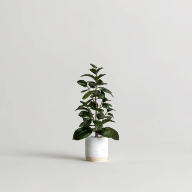 Beyaz arkaplanda izole edilmiş saksı incirinin 3d çizimi