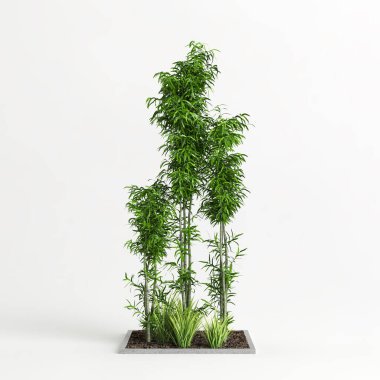 Beyaz arkaplanda izole edilmiş üç boyutlu bambu ağacı çizimi