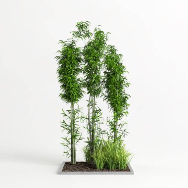 Beyaz arkaplanda izole edilmiş üç boyutlu bambu ağacı çizimi