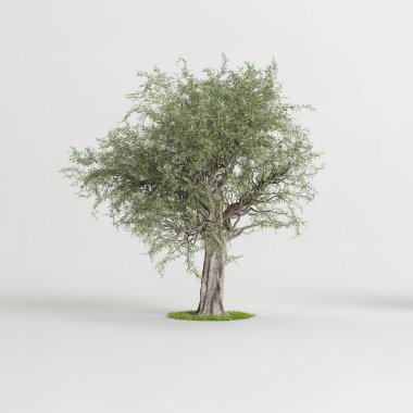Beyaz arkaplanda izole edilmiş 3D zeytin ağacı çizimi