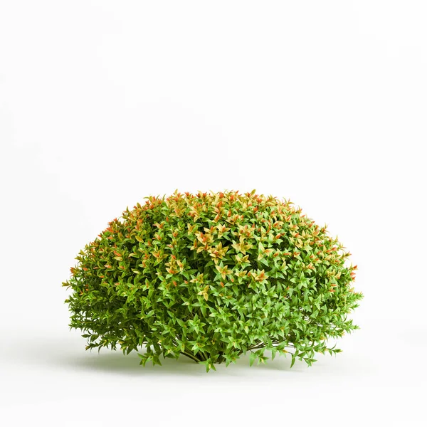 白色背景下分离的日本针叶树3D图 — 图库照片