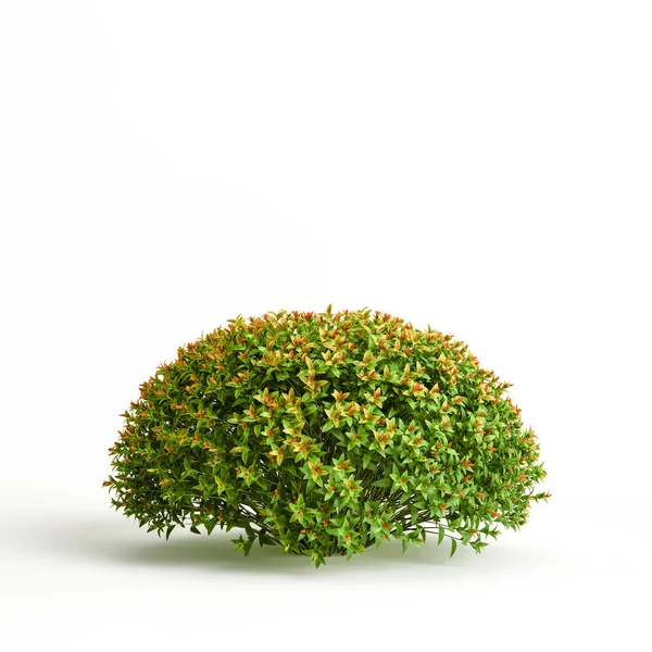 白色背景下分离的日本针叶树3D图 — 图库照片
