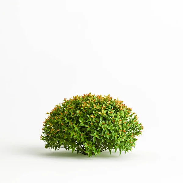 Ilustração Spiraea Japonica Arbusto Isolado Fundo Branco — Fotografia de Stock