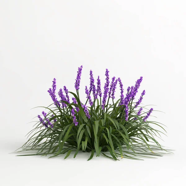 Liriope Muscari 'nin beyaz arka planda izole edilmiş 3D çizimi