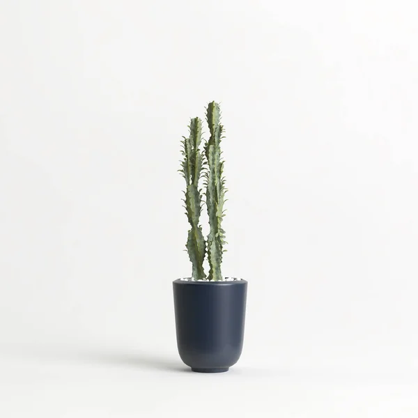 Illustration Cactus Pot Isolé Sur Fond Blanc — Photo