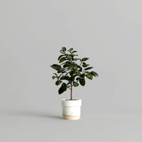 Ilustração Ficus Vaso Isolado Sobre Fundo Branco — Fotografia de Stock