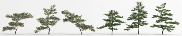 Ilustración Del Conjunto Elaeocarpus Hainanensis Árbol Aislado Sobre Fondo Blanco —  Fotos de Stock