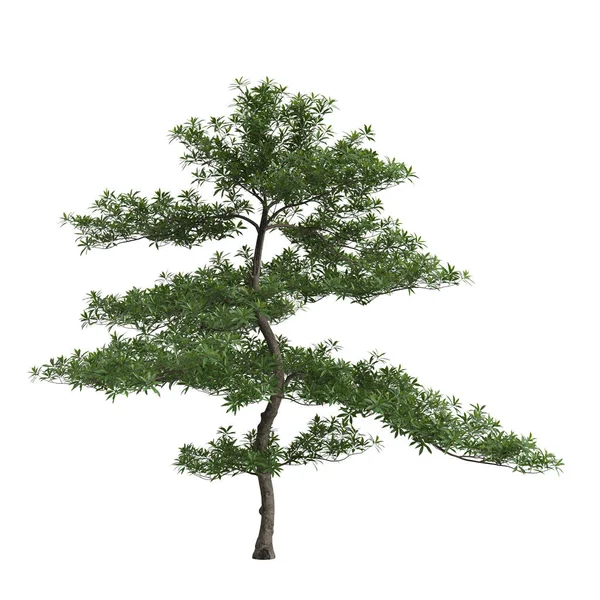 Illustratie Van Elaeocarpus Hainanensis Boom Geïsoleerd Witte Achtergrond — Stockfoto