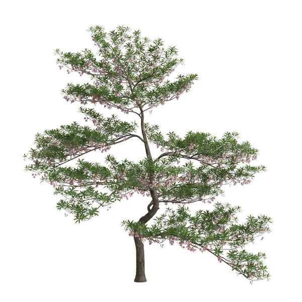 Beyaz Arka Planda Izole Edilmiş Elaeocarpus Hainanensis Ağacının Çizimi — Stok fotoğraf