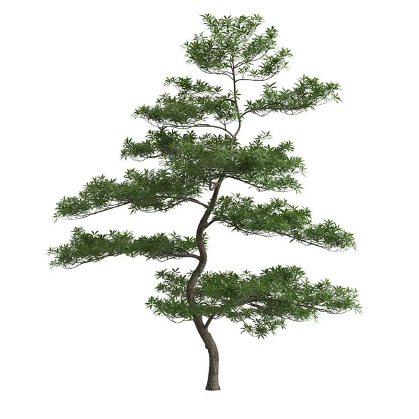 Illustratie Van Elaeocarpus Hainanensis Boom Geïsoleerd Witte Achtergrond — Stockfoto