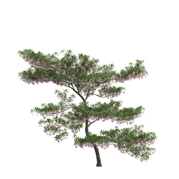 Illustration Elaeocarpus Hainanensis Tree Isolated White Background — Stock Photo, Image