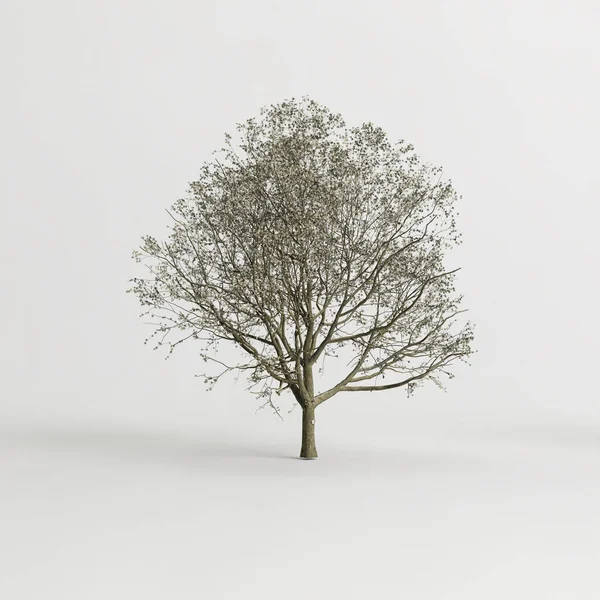 白色背景下的秋季苹果树3D图片说明 — 图库照片