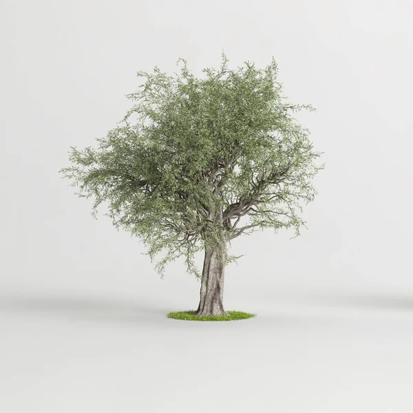 3D在白色背景上孤立的橄榄树的图解 — 图库照片