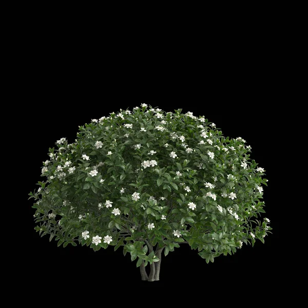Illustrazione Del Pulchrum Rododendro Isolato Sfondo Nero — Foto Stock