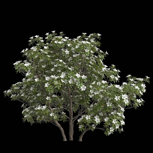 Illustrazione Del Pulchrum Rododendro Isolato Sfondo Nero — Foto Stock