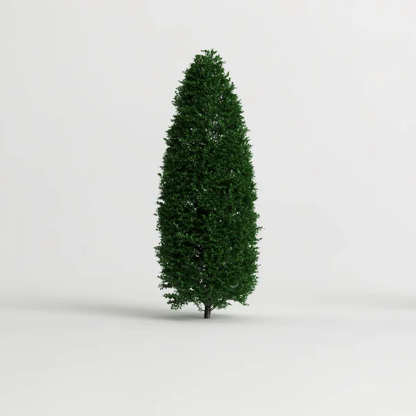 3D白色背景下孤立的灌木的图解 — 图库照片