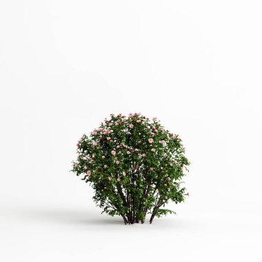 Beyaz arkaplanda yalıtılmış gül çalısının 3D çizimi