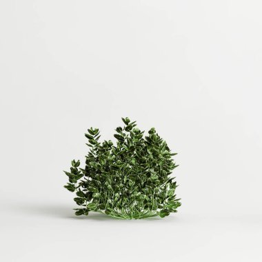 Euonymus Hederaceus 'un beyaz arka planda izole edilmiş 3D çizimi