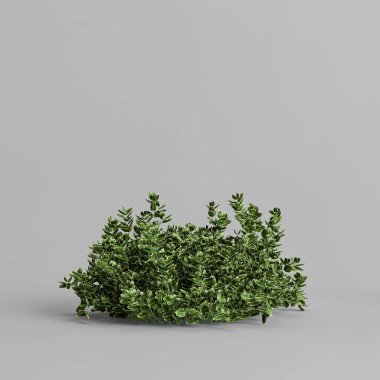 Euonymus Hederaceus 'un beyaz arka planda izole edilmiş 3D çizimi