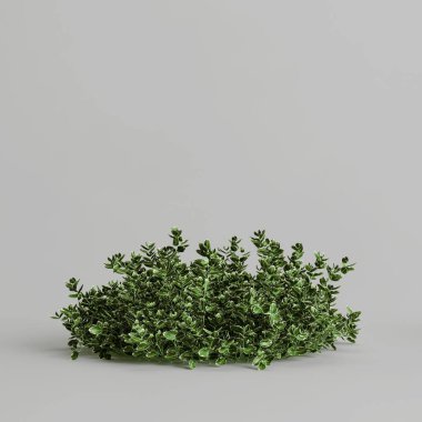 Euonymus Hederaceus 'un beyaz arka planda izole edilmiş 3D çizimi