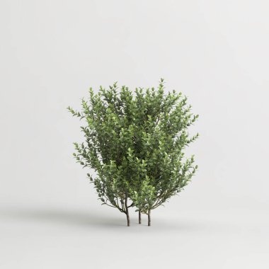 Beyaz arkaplanda izole edilmiş Buxus mikro fizyolojisinin 3D çizimi