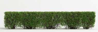 3d illustration of bush isolated on white background