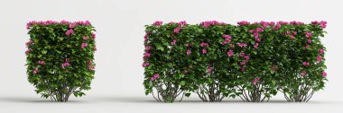 Beyaz arka planda izole edilmiş Bougain villalarının 3D çizimi