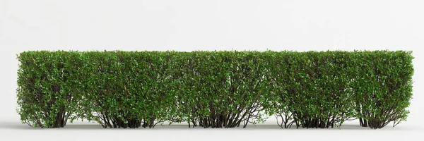 3d illustration of bush isolated on white background