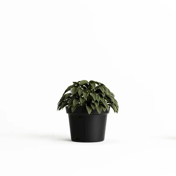 Illustration Der Topfpflanze Isoliert Auf Weißem Hintergrund — Stockfoto