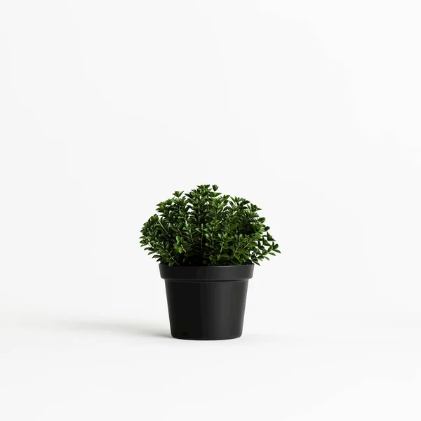 Illustration Potted Plant Isolated White Background — Stock Photo, Image