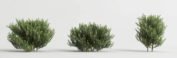 Illustrazione Set Buxus Microphylla Bush Isolato Sfondo Bianco — Foto Stock