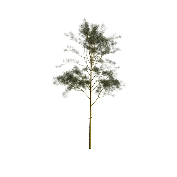 Ilustração Árvores Isoladas Sobre Fundo Branco — Fotografia de Stock