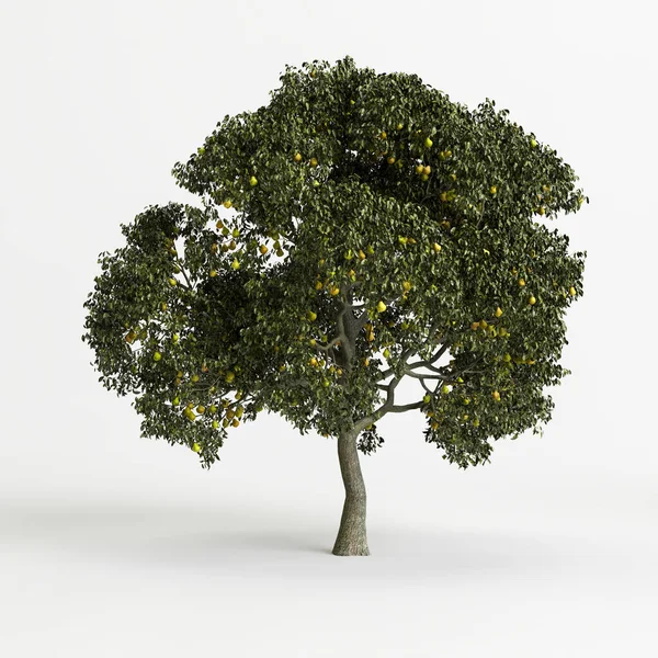 白色背景下孤立的梨树3D图 — 图库照片