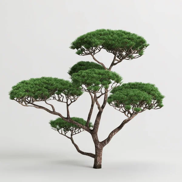 Illustratie Van Bonsai Bomen Geïsoleerd Witte Achtergrond — Stockfoto