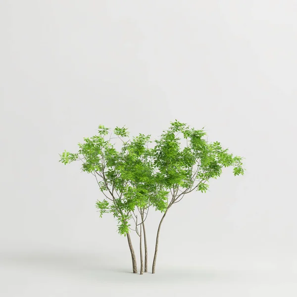 Illustratie Van Bomen Geïsoleerd Witte Achtergrond — Stockfoto