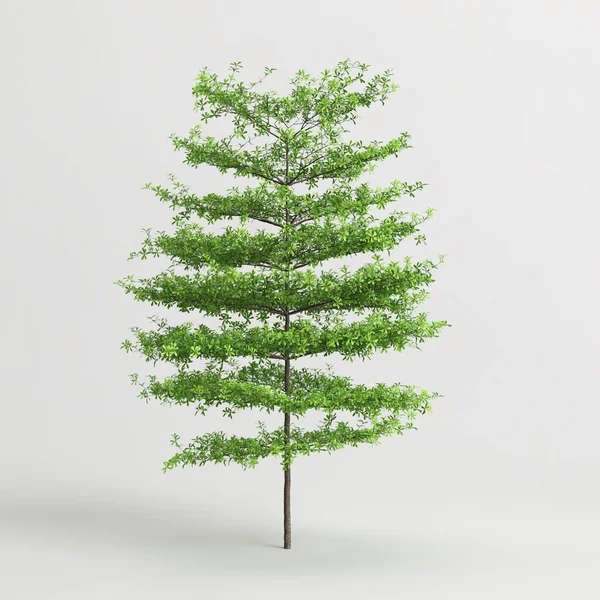 3DイラストのTerminalia Mantaly木は白い背景に隔離されています — ストック写真