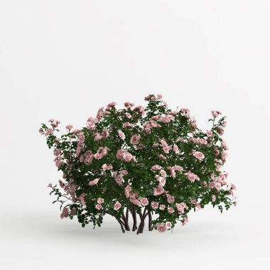 Beyaz arkaplanda üç boyutlu çalı görüntüsü izole edildi