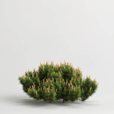 Cüce mugo çalılığının beyaz arka planda izole edilmiş 3D çizimi