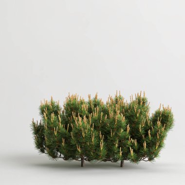 Cüce mugo çalılığının beyaz arka planda izole edilmiş 3D çizimi