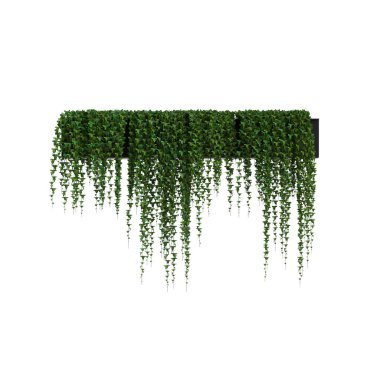 3d illustration of ivy hanging isolated on white background clipart