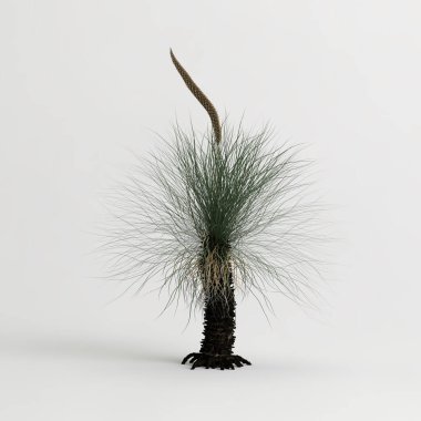 3d illustration of xanthorrhoea arborea tree isolated on white background