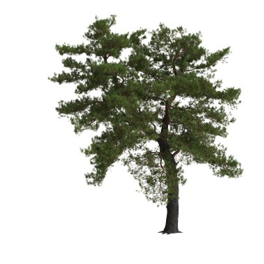 Beyaz arkaplanda izole edilmiş Pinus Sylvestris ağacının 3d çizimi