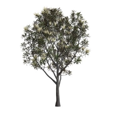 Beyaz arka planda izole edilmiş kahverengi ipeksi meşe ağacının 3D çizimi