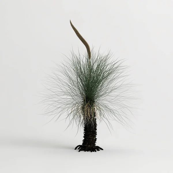 3d illustration of xanthorrhoea arborea tree isolated on white background