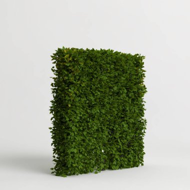 Beyaz arkaplanda izole edilmiş üç boyutlu çit ağacı çizimi